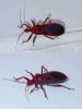Ectrichodiinae inconnu